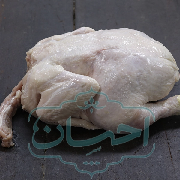 مرغ اکبرجوجه